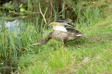 Duck stretching out neck descends to water