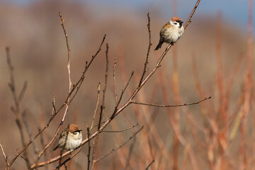 Sparrows perched on a tree branch on a clear sunny day.
