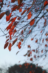 紅葉