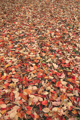 紅葉の落ち葉