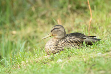 European ducks on a grass close up