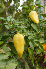 Bell peppers growing on bush in the garden. Bulgarian or sweet pepper