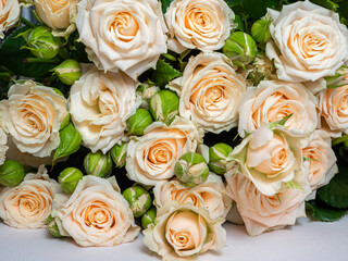 Bush roses of light cream color on a light background.