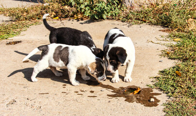 Small puppies drink water from a puddle. Stray dog.