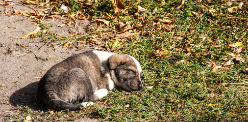 Puppy sleeping in the grass. Stray dog.