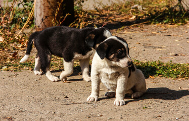 Small puppies of a stray dog. Hungry dog.