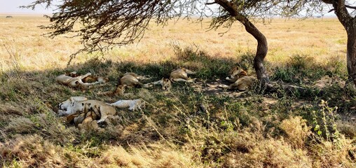 lioness and cubs sleeping and feeding under a tree