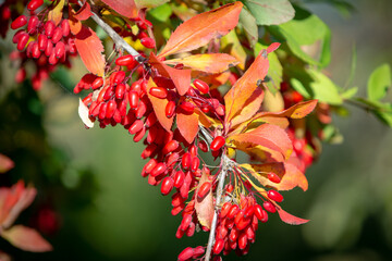 A branch of barberry in the garden