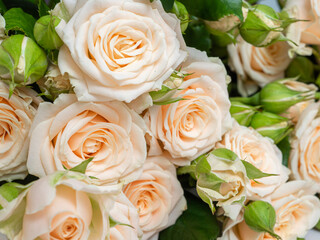 Bush roses of light cream color on a light background.