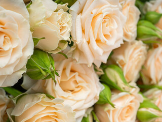 Bush roses of light cream color on a light background.