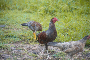 A Hen Strutting in Westmoreland, Jamaica.