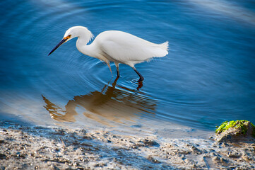Reflective Egret in the Water