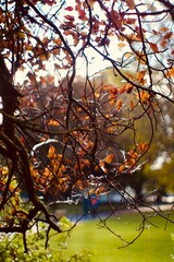 tree in autumn