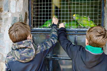 Two kids boys feeding parrots in zoological garden. Children playing and feed trusting friendly birds in zoo. Siblings and friends learning about wildlife and parrot.