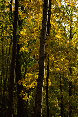 Obraz premium Autumn day in the city park.