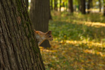 Naklejka na ściany i meble Squirrel in the autumn city park.