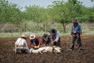 Asian cowboys men catch cattle in livestock