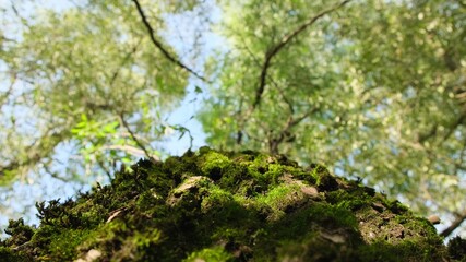 View of a large oak tree looking up into the sky. close up