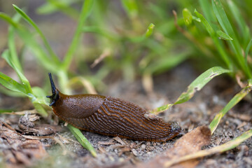 Slug in the grass. Detailed macro view. Natural background, soft light.