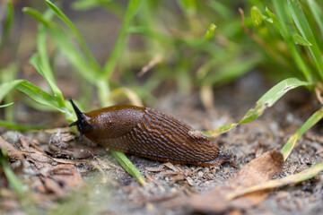 Slug in the grass. Detailed macro view. Natural background, soft light.
