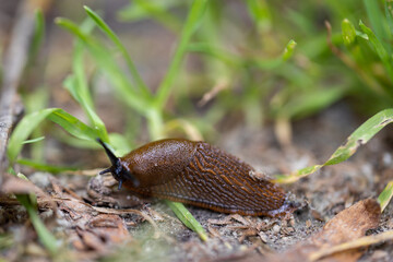 Slug in the grass. Detailed macro view. Natural background, soft light.