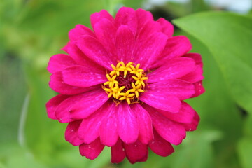 Obraz premium pink dahlia flower