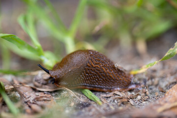 Slug in the grass. Detailed macro view. Natural background, soft light.