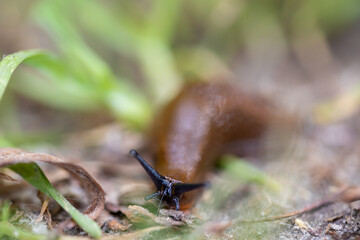 Slug in the grass. Detailed macro view. Natural background, soft light.