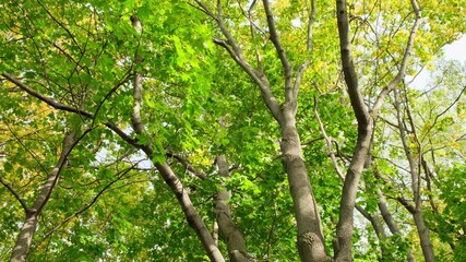 I looked up through the trees, through which the sun was shining.