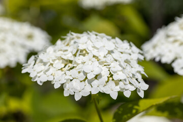 Hydrangea flower. Detailed macro view. Flower on a natural background, soft light.
