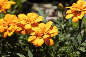 Blossom tagetes flowers. Detailed macro view. Flower on a natural background, soft light.