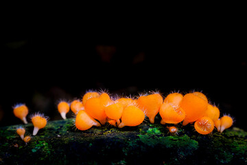 Champagne mushroom, red mushroom in the rainforest, Thailand
