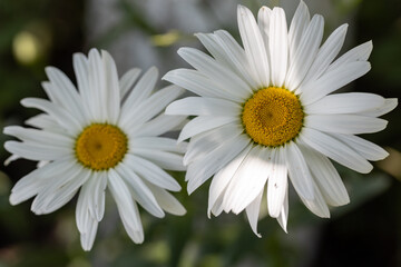 Obraz na płótnie Canvas Chamomile flower. Detailed macro view. Flower on a natural background, soft light.