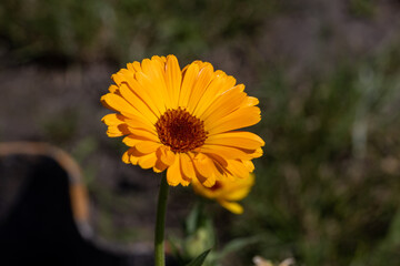 Blossom tagetes flowers. Detailed macro view. Flower on a natural background, soft light.