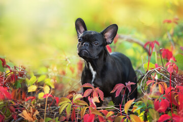 Obraz na płótnie Canvas Black french bulldog in fall landscape
