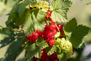 Red currant berry. Detailed macro view. Berry on a natural background, soft light.