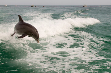 Naklejka premium dolphin jumping out of water