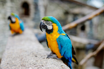 Big ara parrots in wildlife park. Trusting friendly birds in a zoo