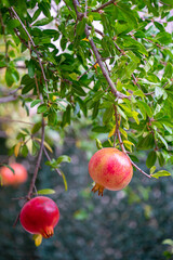 Ripe pomegranate fruit on tree branch