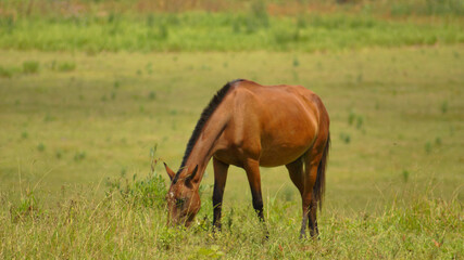 Naklejka na ściany i meble Brown horse grazing on farm in the state of Minas Gerais, Brazil