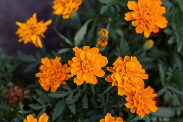 Blossom tagetes flowers. Detailed macro view. Flower on a natural background, soft light.