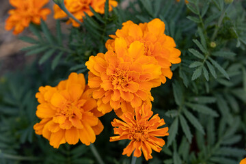 Blossom tagetes flowers. Detailed macro view. Flower on a natural background, soft light.