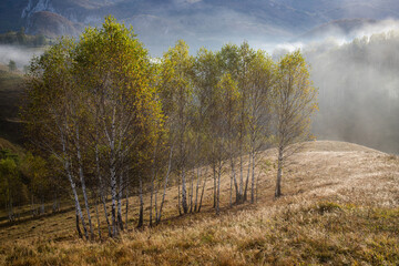 Obraz premium beautiful early autumn nature background foggy trees in the mountains