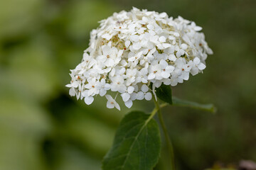 Hydrangea flower. Detailed macro view. Flower on a natural background, soft light.