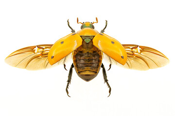 Grapevine beetle on white background - obrazy, fototapety, plakaty