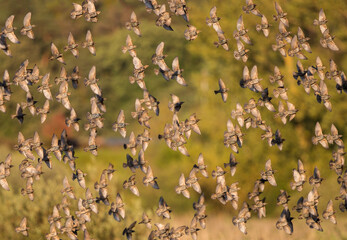 European Starling (Sturnus vulgaris), flying flock, Brandenburg, Germany