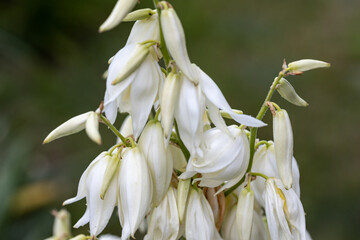 Obraz premium White flowers pacific bleeding heart. Detailed macro view. Flower on a natural background, soft light.