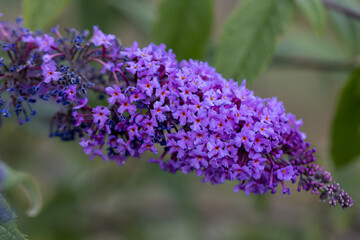 Purple lilac flowers. Detailed macro view. Flower on a natural background, soft light.