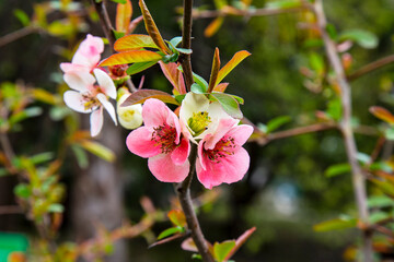 Spring blossom background. Beautiful nature scene with blooming tree and sun flare. Sunny day. Spring flowers. Beautiful Orchard. Abstract blurred background.