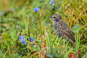 European Starling (Sturnus vulgaris) in meadow, Brandenburg, Germany